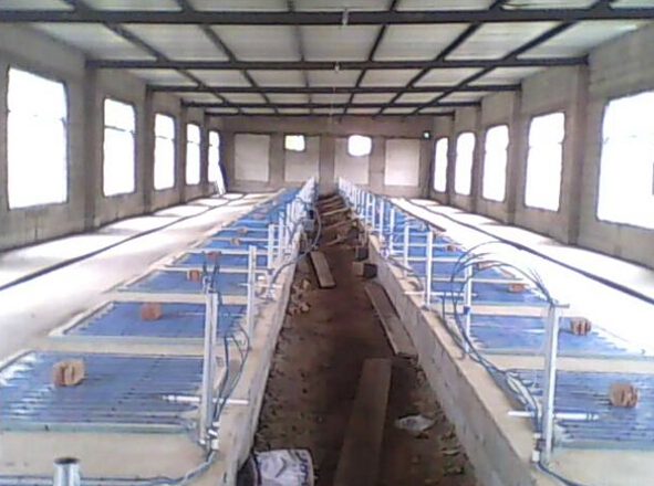 国产精品麻豆欧美日韩WW集團發熱電纜用於養殖場保溫室采暖安裝示意圖(圖1)