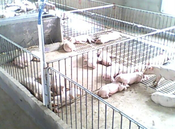 国产精品麻豆欧美日韩WW集團發熱電纜用於養殖場保溫室采暖安裝示意圖(圖3)